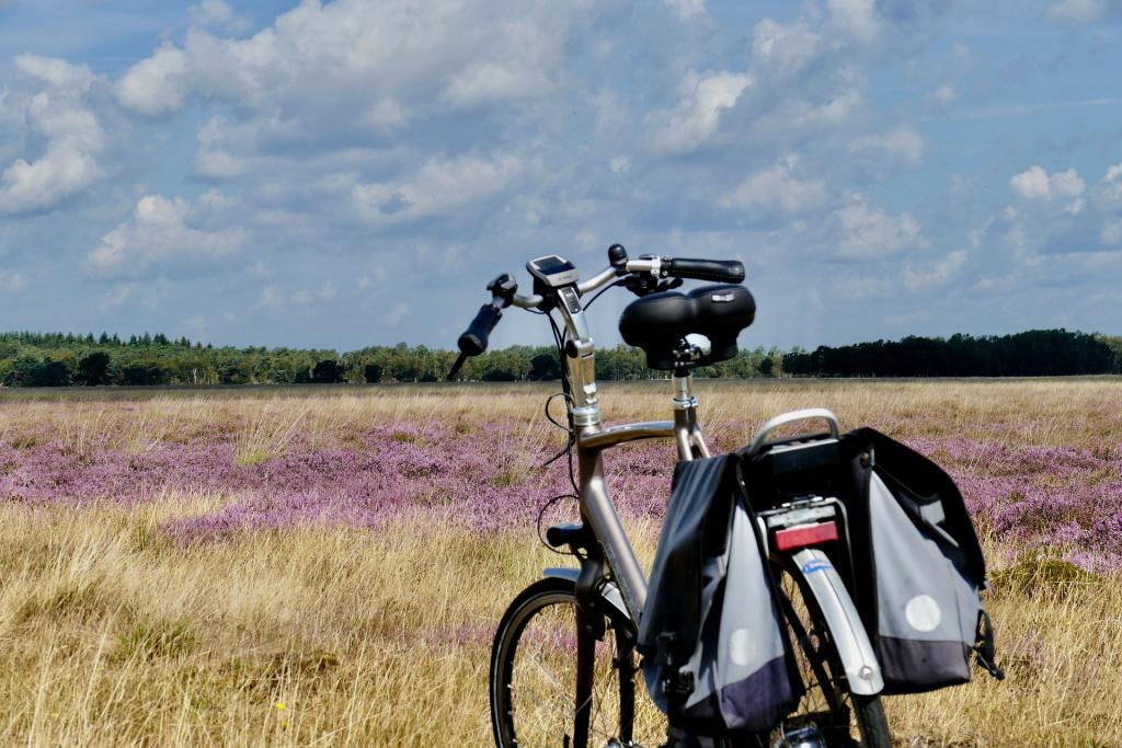 alkemade -heide-4474030_1920.jpg