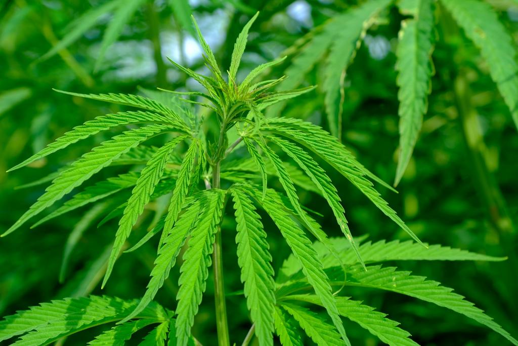 hemp-gdbdb9fca9_1920.jpg