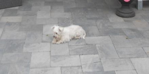 20160128_Hond_Vermist__resize.jpg