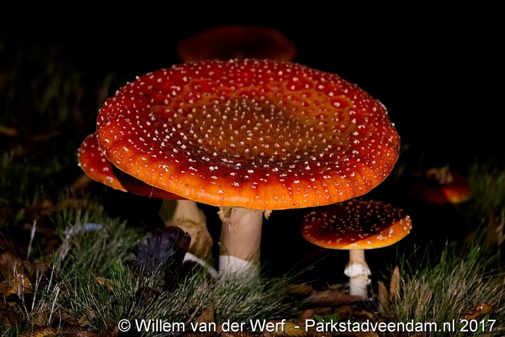 Paddenstoel.jpg