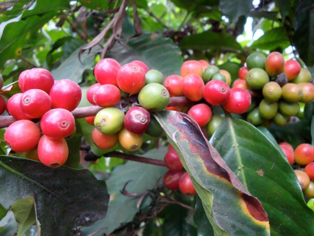 koffie 4.JPG