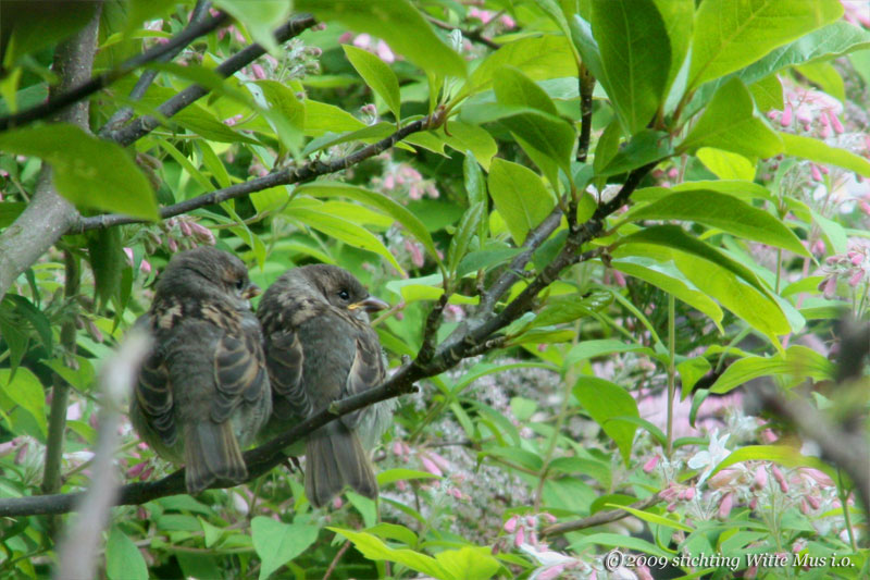 jongMusPaar18mei2009_1832.jpg