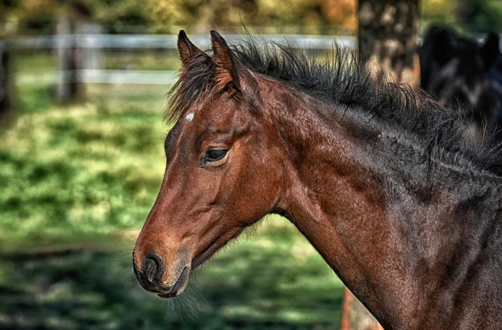 horse-g084f64072_1920.jpg