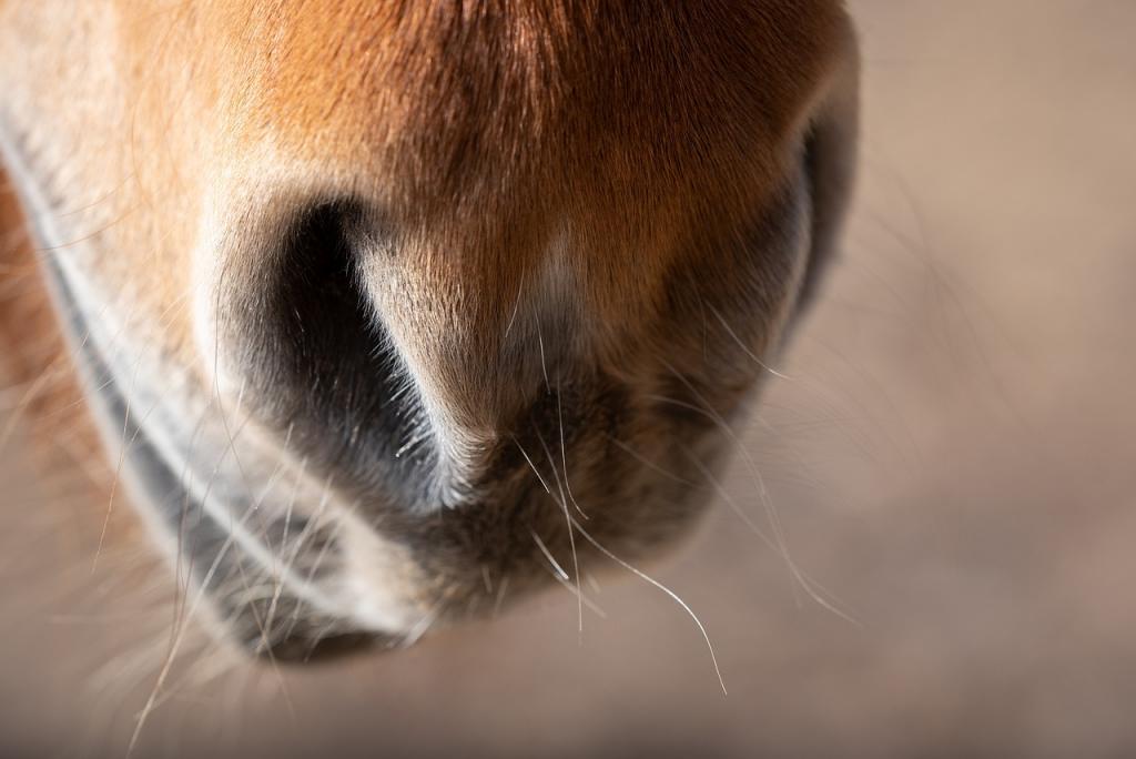 horse-6241729_1280.jpg