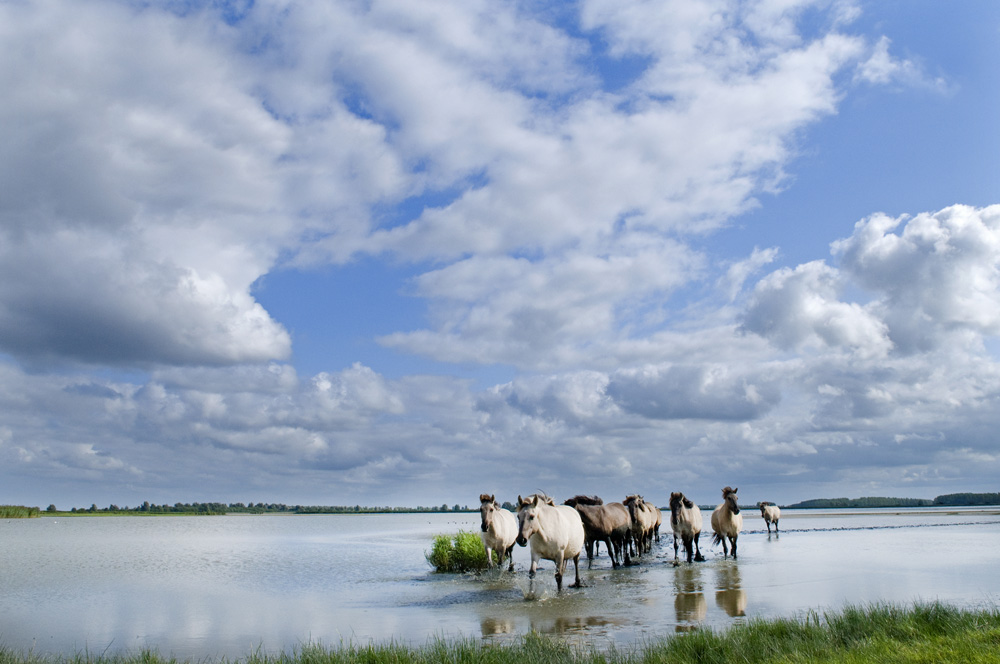 Lauwersmeergebied.jpg